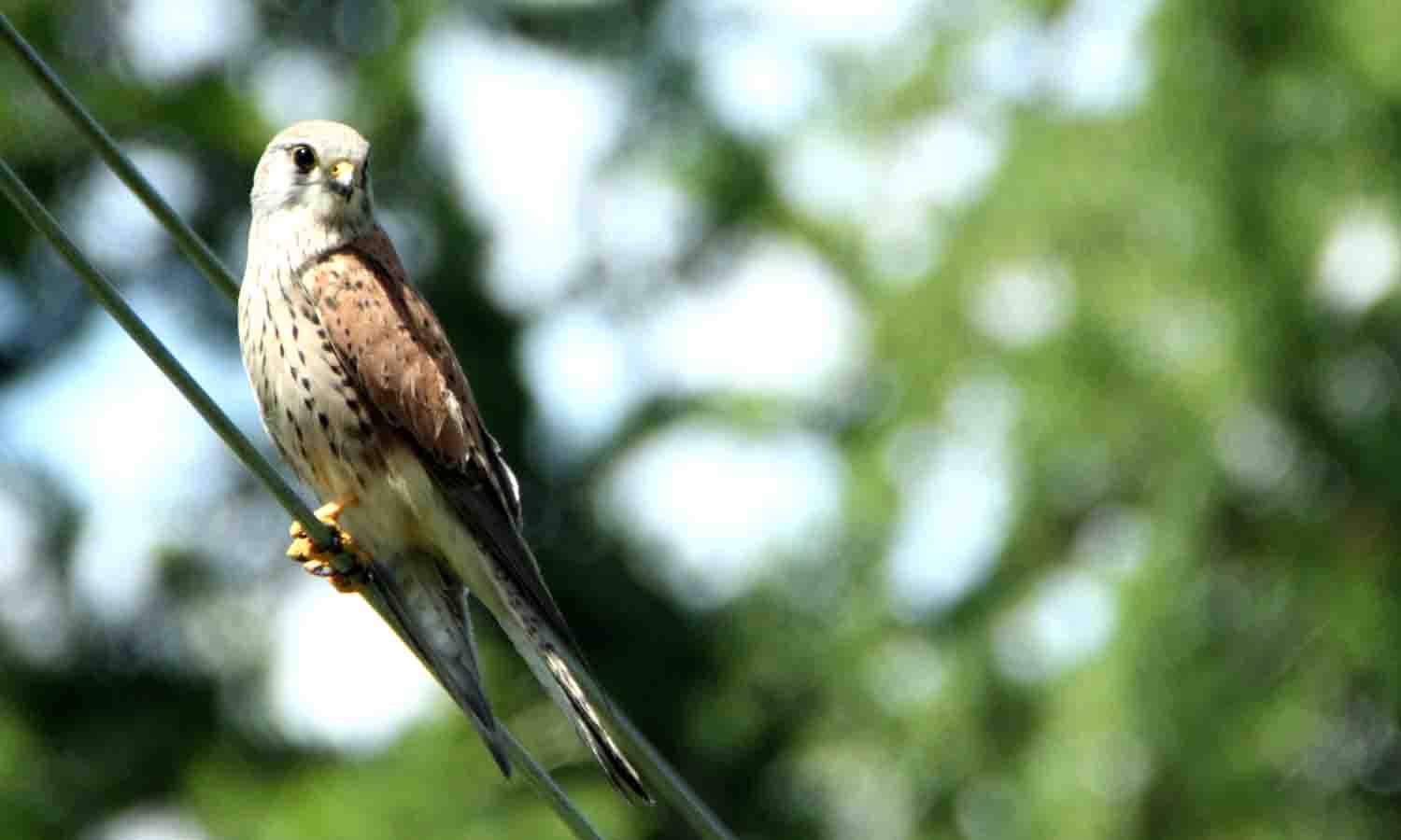 Gheppio della val Morobbia